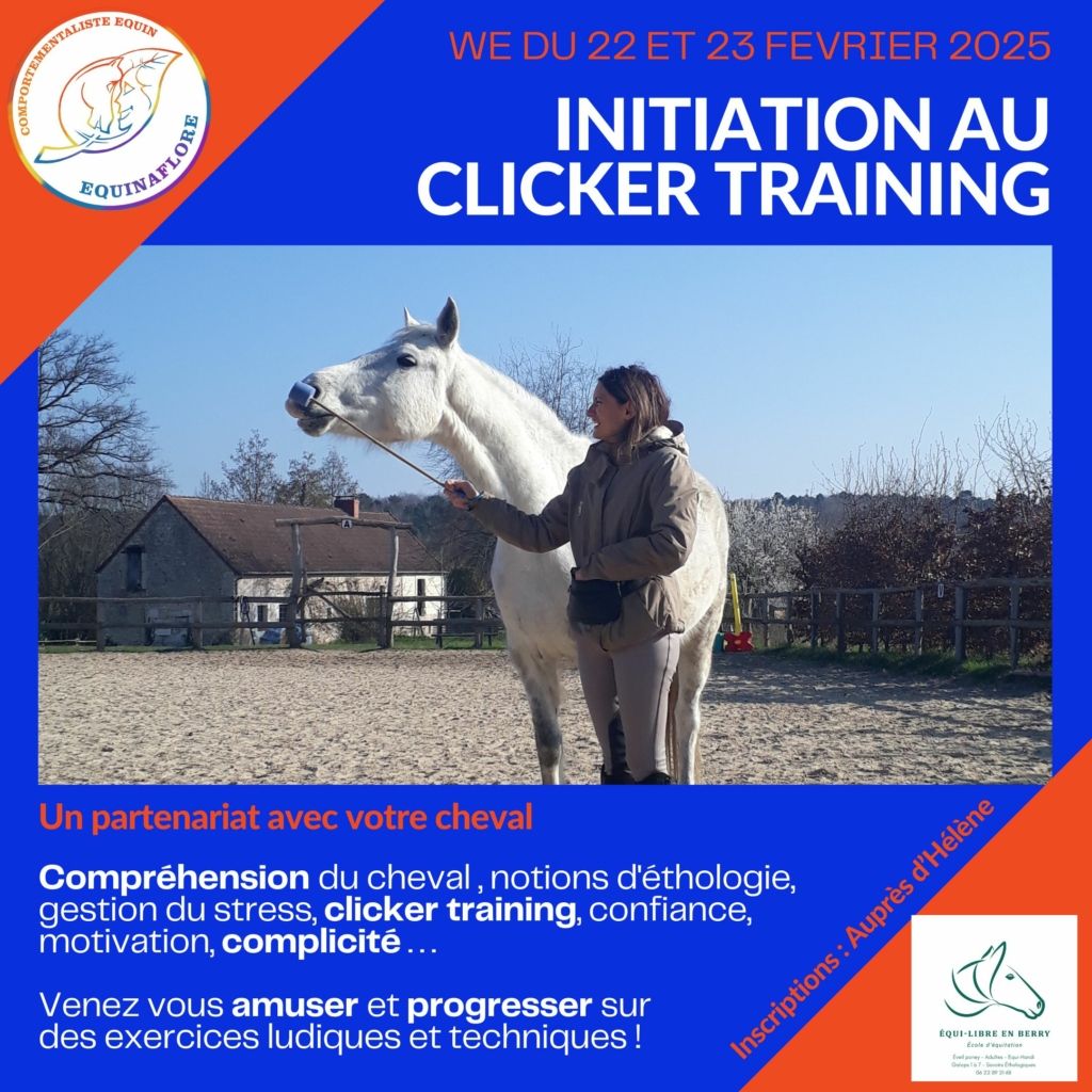 Clicker éthologie stage bien-etre équin équitation