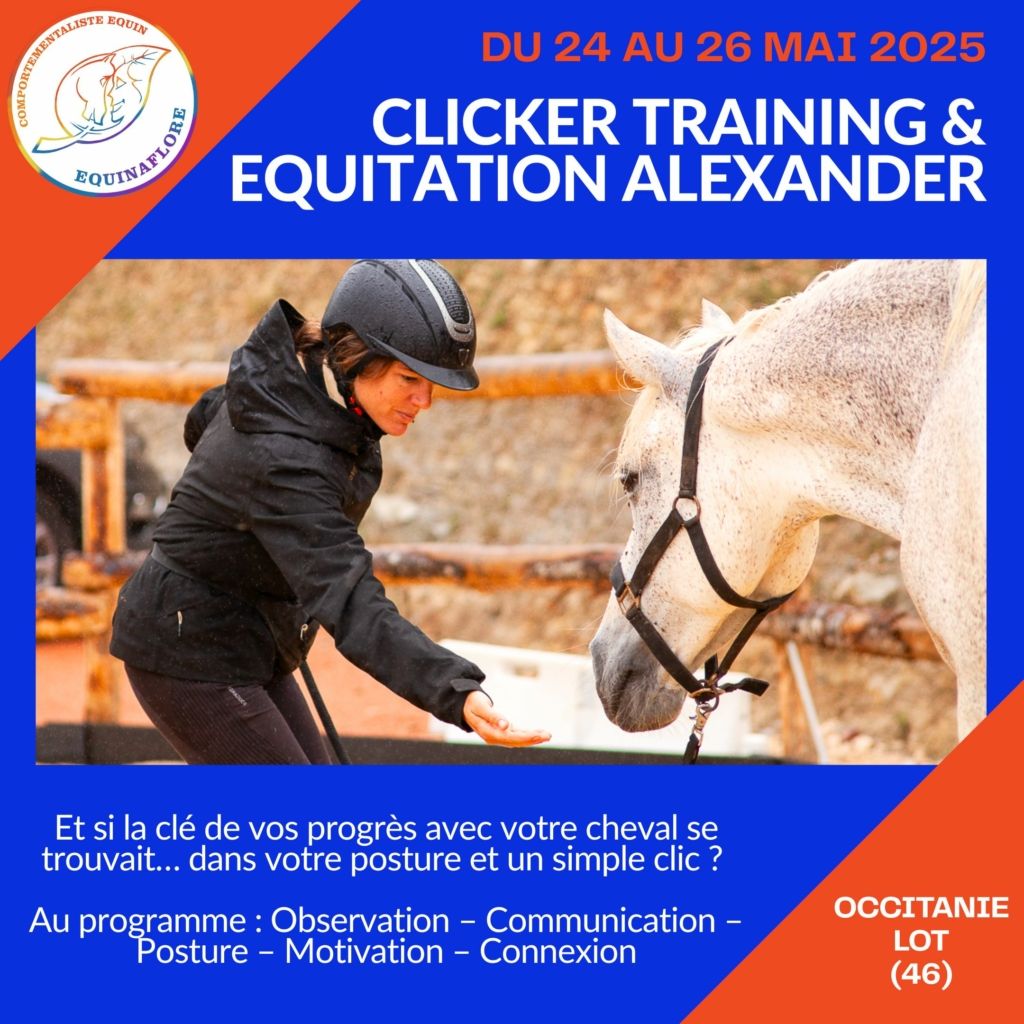 Stage clicker training équitation Alexander Lot Figeac Equinaflore
