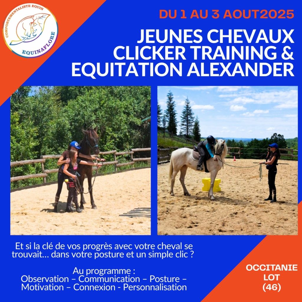 Jeunes chevaux débourrage clicker training equitation Alexander