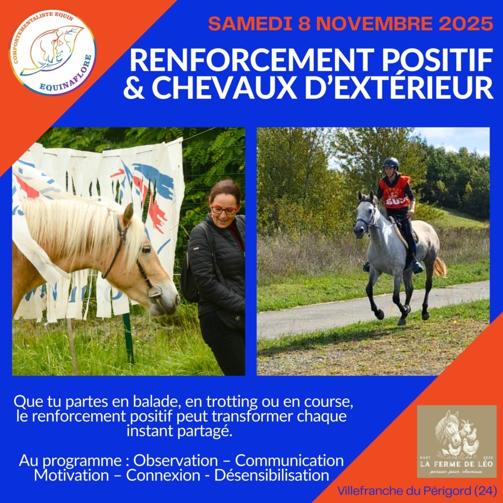 Clicker training renforcement positif qualité de présence chevaux d'extérieurs, endurance