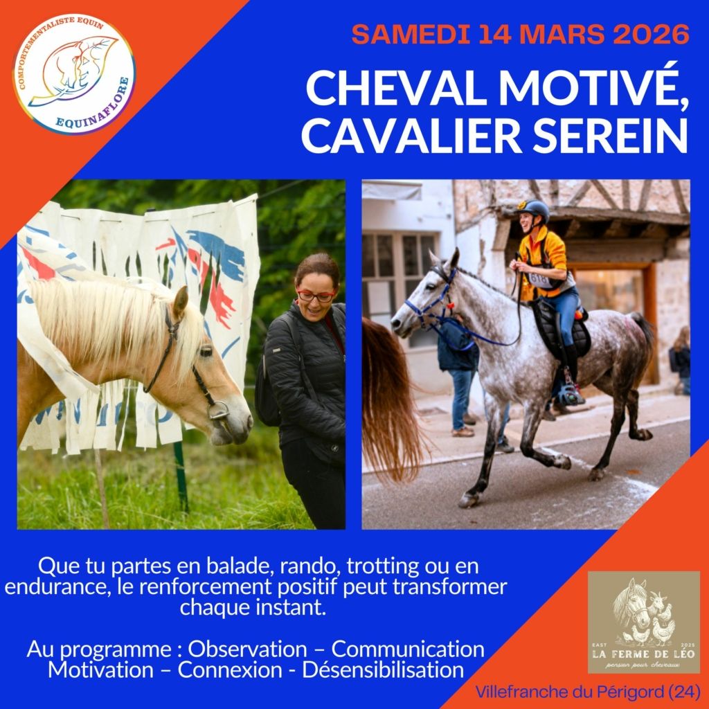 Clicker training renforcement positif qualité de présence chevaux d'extérieurs, endurance