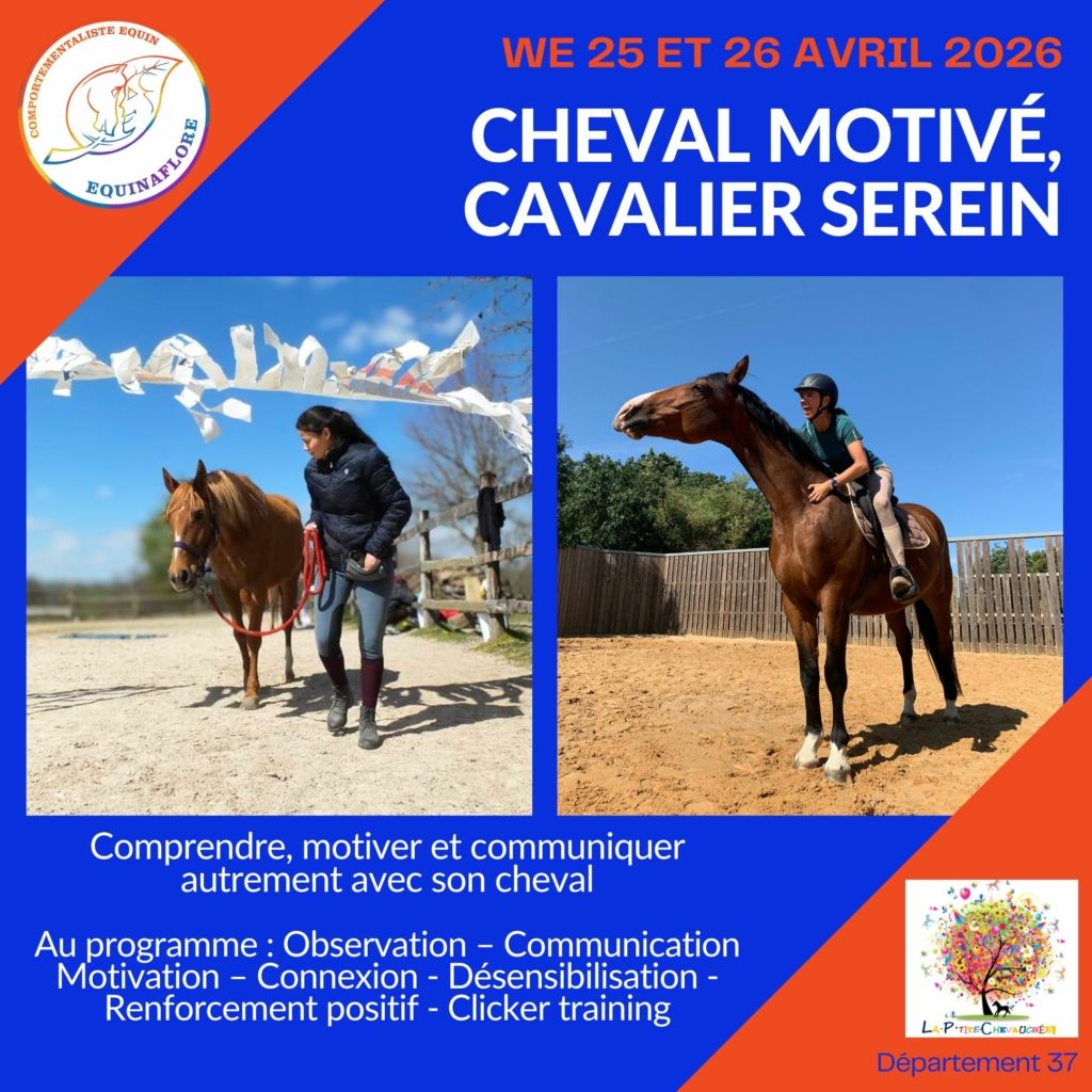 Clicker training renforcement positif qualité de présence bien-être équin