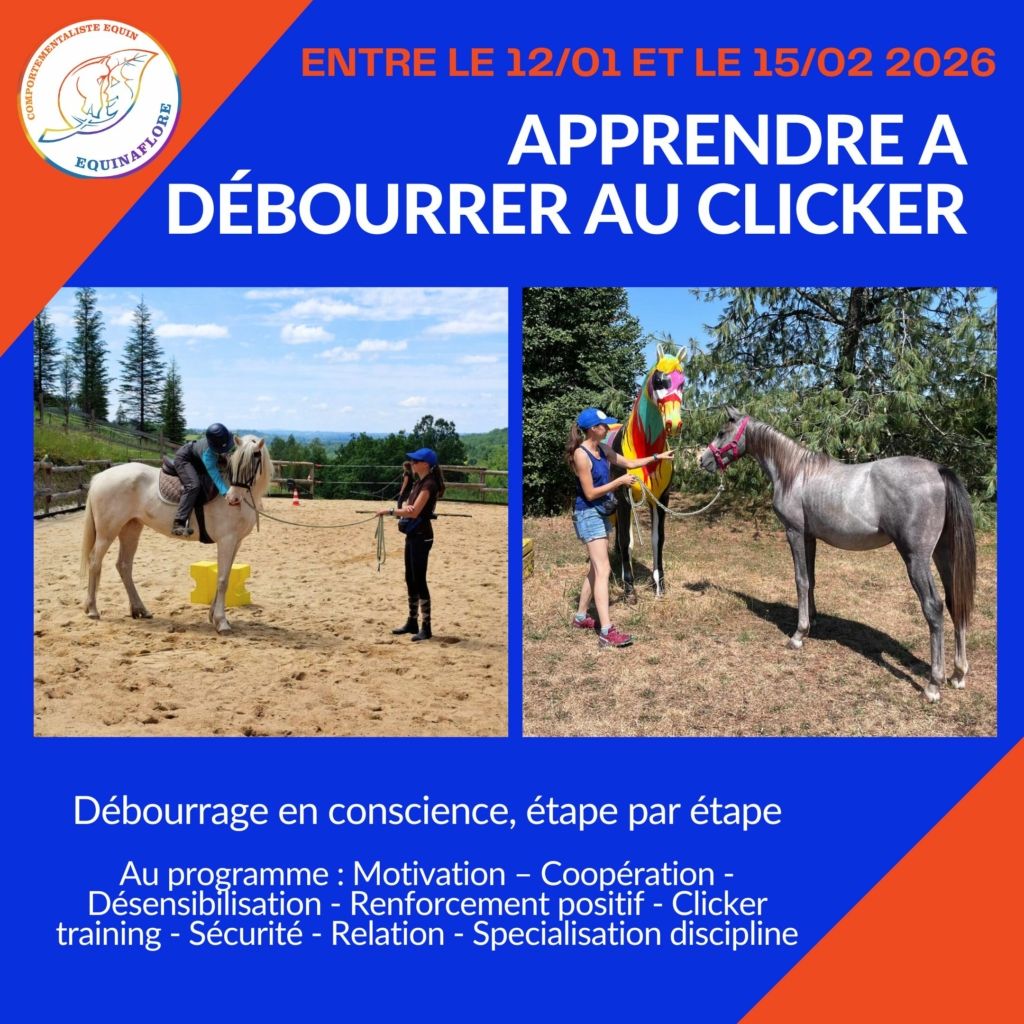 Débourrage clicker training renforcement positif consentement relation