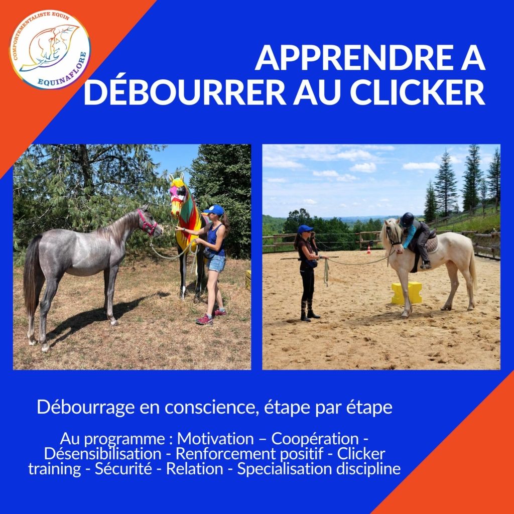 Débourrage clicker training renforcement positif consentement relation