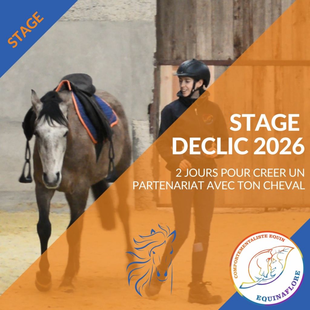Clicker training, renforcement positif, relation cheval, bien-être, Lot, Figeac, equitation éthologique